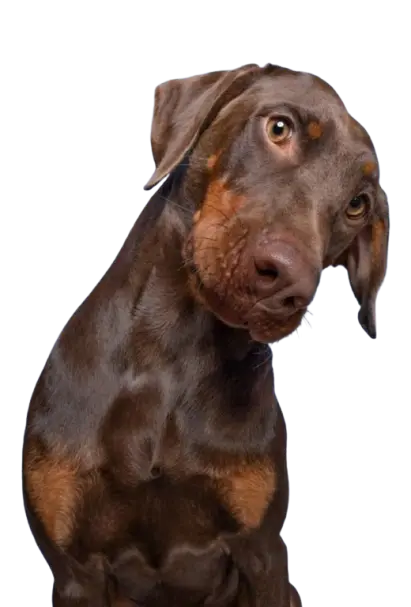 Friendly Doberman — The Paw Patch mascot